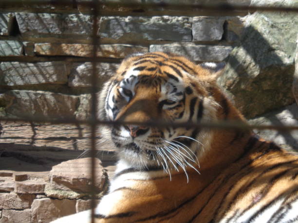 istock Photo of a bengal tiger. 1439018856