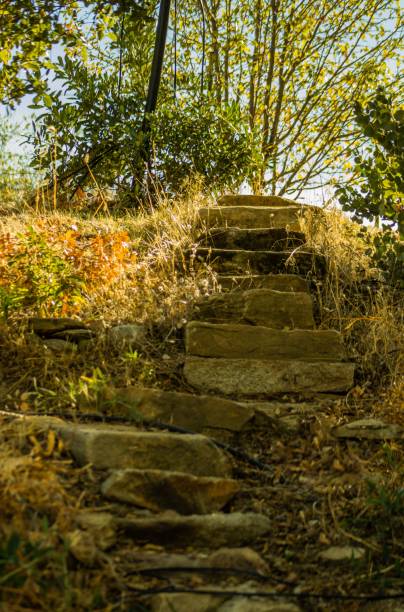 istock Selective of old stone steps in an overgrown forest under the sunlight 1439018935