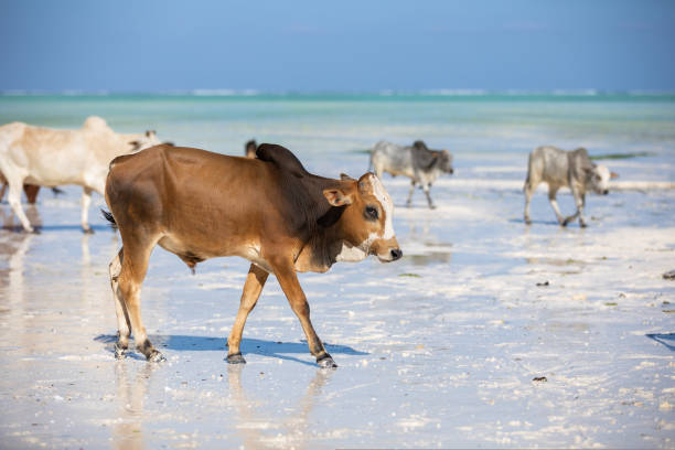 istock Young cow walking on a beautiful beach along the ocean 1439018950