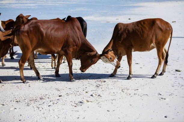 istock cows play on the beach near the water 1439019128