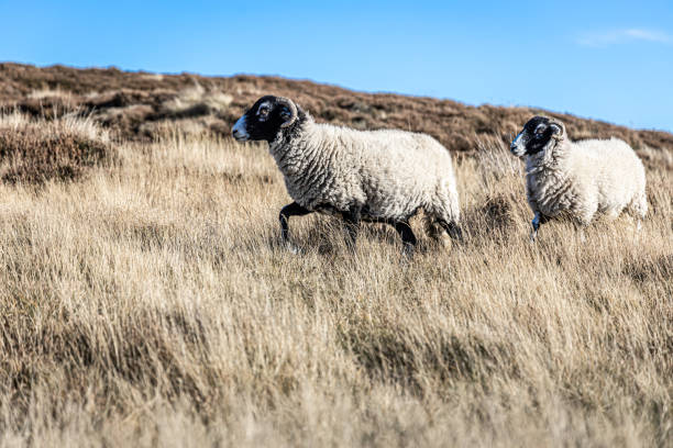 Sheep grazing in remote rural location in Scotland on a bright sunny winter day