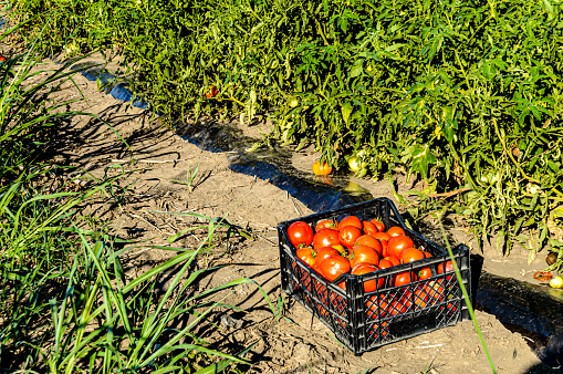 Close-up View of Harvested Tomatoes in Basket in an Agricultural Field.