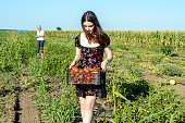 A Young Female Farmer is Harvesting Tomatoes from the Field.