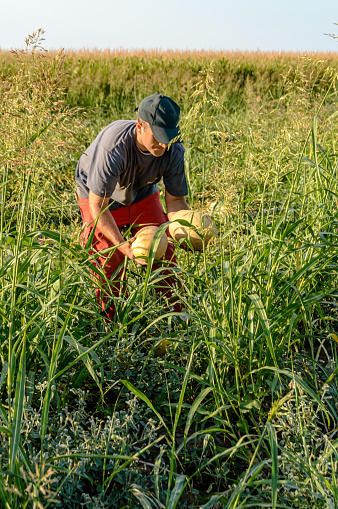 A Man is Picking Up Melons From a Field During a Harvesting Season.