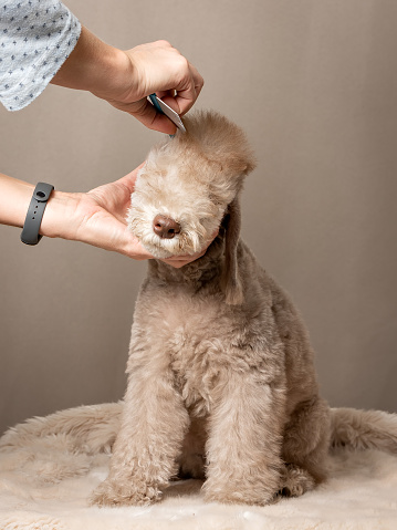 Woman's hands combing a cute liver-colored Bedlington Terrier puppy sitting on a fur bed on a beige background