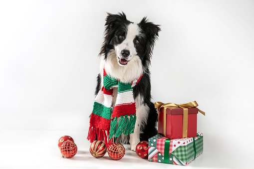 dog border collie wearing a green and red scarf and sitting alone with Christmas ornaments and gifts.