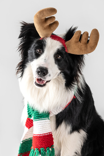 happy dog border collie wearing  reindeer antler on a white background