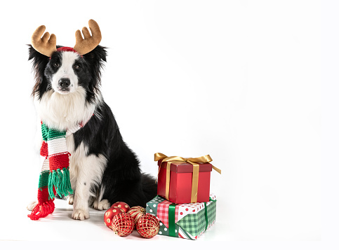dog border collie sitting wearing reindeer antler, with some presents on a white background