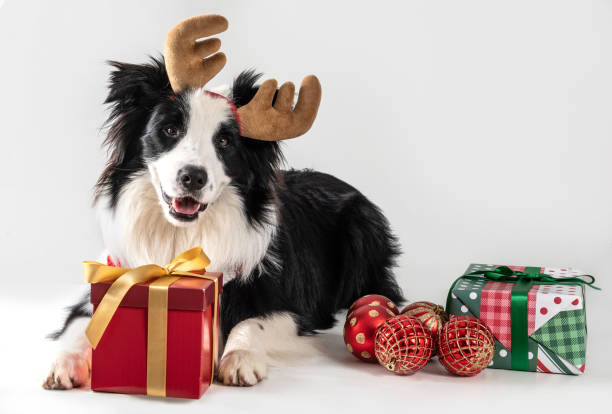 istock dog lying down wearing reindeer antler, with some presents 1439023212