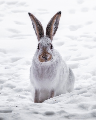 A beautiful shot of the white rabbit in the snowy forest
