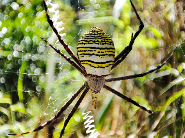 wasp spider (argiope bruennichi) on a web - getingspindel bildbanksfoton och bilder