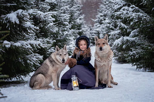 A cute little girl in a beautiful vintage costume poses with wolves in the winter forest.