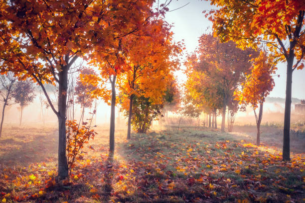 Autumn landscape of park. Morning mist in park, frost on grass and leaves. Autumn time in park with yellow leaves and grass.