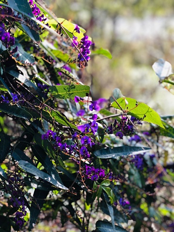A vertical shot of the purple hardenbergia violacea flwoers