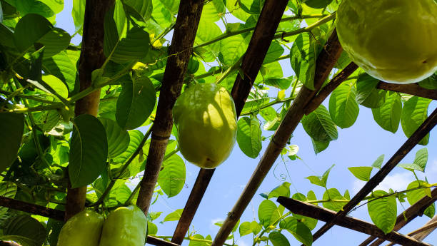 a group of giant Passiflora fruits growing on tree in the Passiflora orchard. a group of giant Passiflora fruits (also known as Passiflora quadrangularis, the giant granadilla, barbadine, grenadine, giant tumbo or badea) growing on tree in the Passiflora orchard. saint vincent and the grenadines stock pictures, royalty-free photos & images