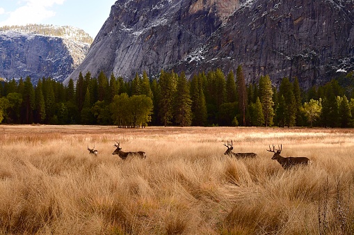 Deer grazing in Yosemite Valley