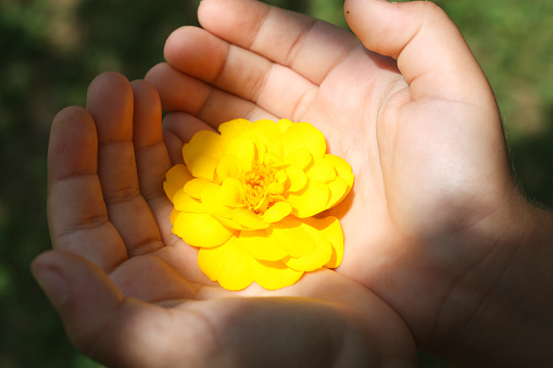 Close-up child holding yellow flower in her palm, Encouragement concept.
