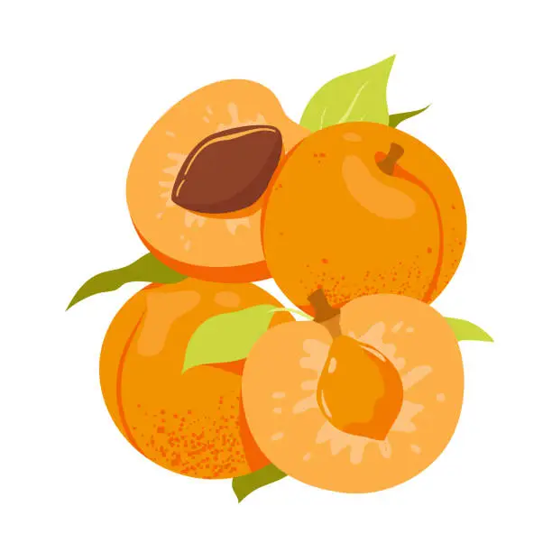 Vector illustration of Apricots, summer ripe fruit with green leaves, isolated whole yellow fruit, cut in half