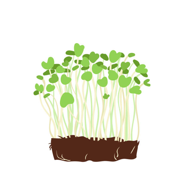 ilustrações, clipart, desenhos animados e ícones de spruits microverdes saudáveis - barley grass seedling green