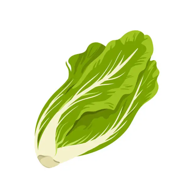 Vector illustration of Romaine lettuce, green fresh lettuce leaves to cook healthy summer vegetarian salad
