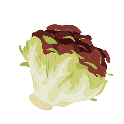 Red and green iceberg lettuce vector illustration. Cartoon isolated organic salad leaf vegetable, fresh healthy natural sort of lettuce cabbage with curly purple leaves, natural food ingredient