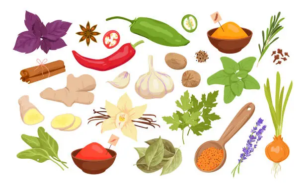 Vector illustration of Spices, herbs and seeds set for cooking food, isolated fresh and dry seasoning collection