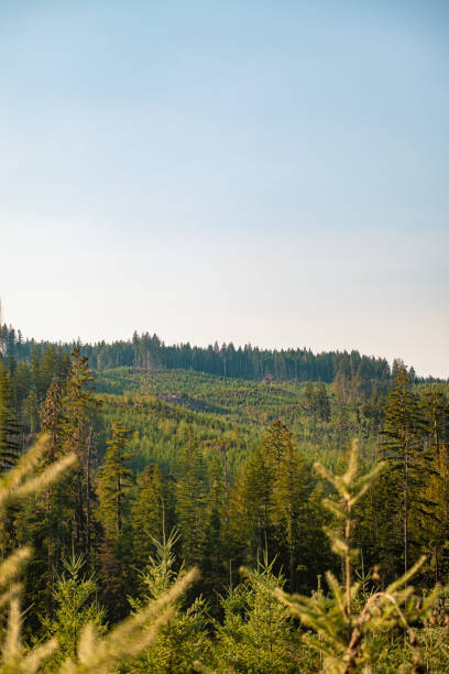 istock Reforestation, Clearcut Logged Hills Replanted by Treeplanters 1439044293