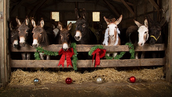 Christmas Donkeys.