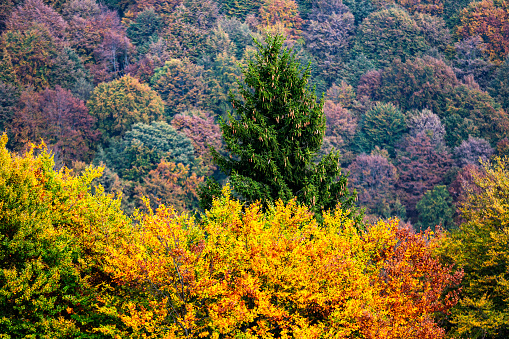 Early days of summer at the top of Peaked Mountain/Chick Hill show green that just goes on and on.