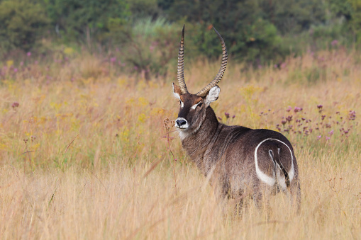 African waterbuck antelope (Kobus ellipsiprymnus) in open grassland, Pretoria, South Africa