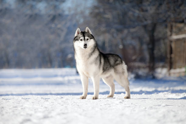 istock Beautiful siberian husky in a snowy park 1439053393