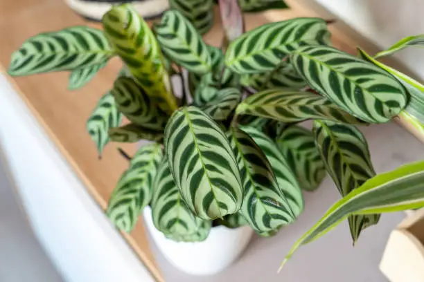 Photo of Close up of calathea leaves at home on the shelf. Home plants, indoor garden, urban jungles.