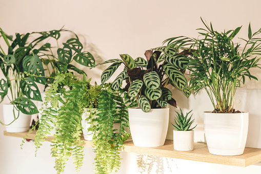 Close up of fern leaves, palm, pholodendron, monstera at home on the shelf.  Home plants, indoor garden, urban jungles.