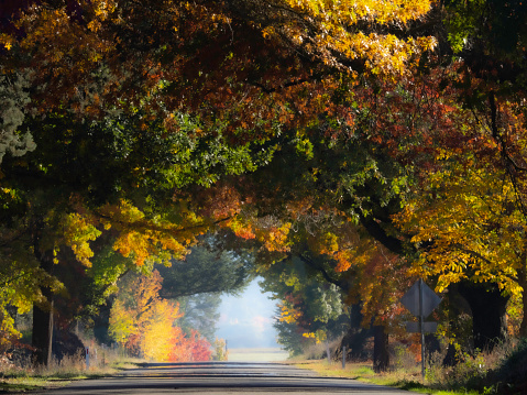 Brightly colored autumn tree line road