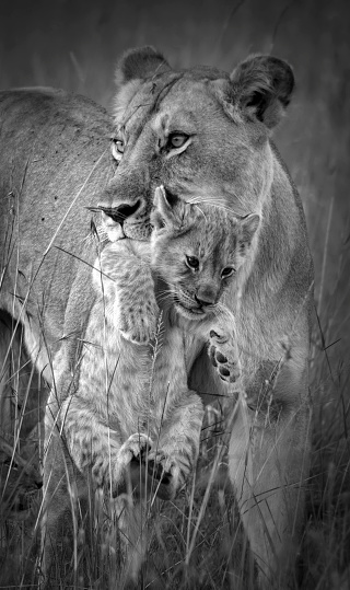 Lion carrying a young cub - Masai Mara, Kenya
