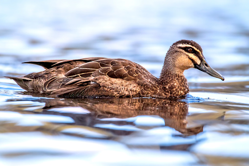 Single Pacific black duck swimming