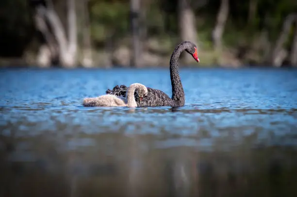 Photo of Black Swan family