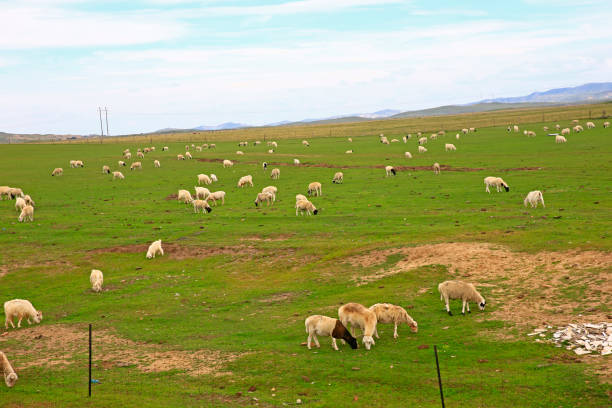 istock The sheep of the grasslands 1439069442