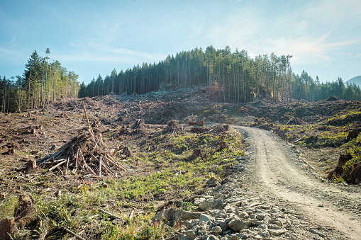 A dirt forestry road passes through a deforested area in the foreground with a mature second growth forest in the background.  Native grasses and plants grow among the stumps of cut trees and slash piles (debris from forestry operations) in the foreground.  Near Port Alberni, British Columbia, Canada.