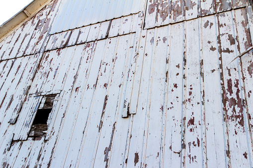 This image shows a full frame abstract texture background of a deteriorating century-old barn wall and door, with peeling white painted vertical siding.