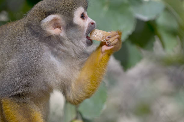 The monkey eats carrots in a zoo.