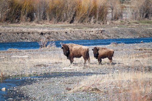 Bison (buffalo) mother and calf pause to look at other bison coming behind them in Yellowstone National Park in Wyoming USA.  This is between Cooke City, Montana and Gardiner, Montana. Fly in cities are Bozeman and Billings Montana and Jackson, Wyoming.