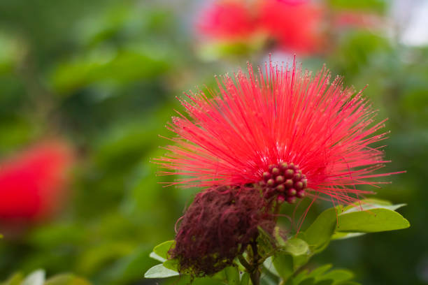 istock calliandra haematocephala, beautiful red pointed flower 1439076807