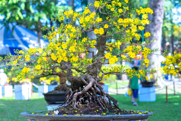 Apricot bonsai tree blooming with yellow flowering branches curving create unique beauty. stock photo