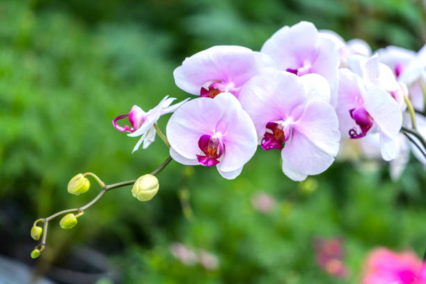 istock Phalaenopsis orchids flowers bloom in spring lunar new year 2022 1439081423