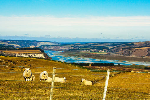 Sheep grazing on the lush pastures of the Ashburton hills with the river flowing through the gorge in the valley below
