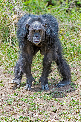 Chimpanzees, Pan troglodytes, are members of the family Hominidae, along with gorillas, humans, and orangutans. Ol Pejeta Conservancy, Kenya