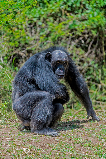 Chimpanzees, Pan troglodytes, are members of the family Hominidae, along with gorillas, humans, and orangutans. Ol Pejeta Conservancy, Kenya