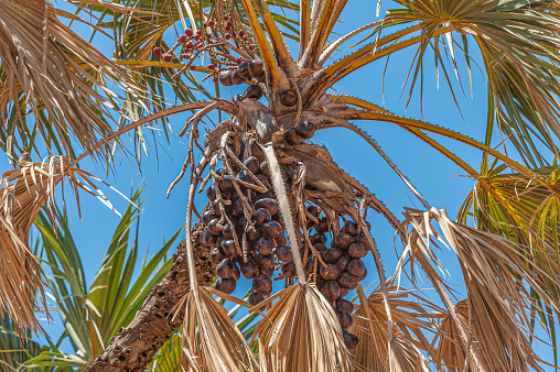 Hyphaene thebaica, with common names doum palm and gingerbread tree (also doom palm), is a type of palm tree with edible oval fruit.