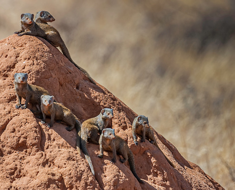 The common dwarf mongoose (Helogale parvula) is a mongoose species native to  East Africa. Samburu National Reserve, Kenya. On a old termite mound.